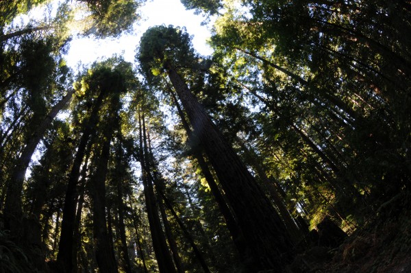 butano redwoods
