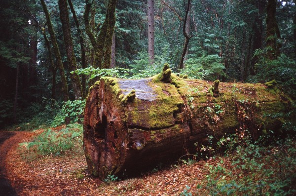 hendy redwood log2