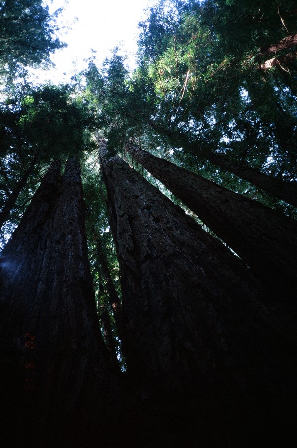 hendy redwoods