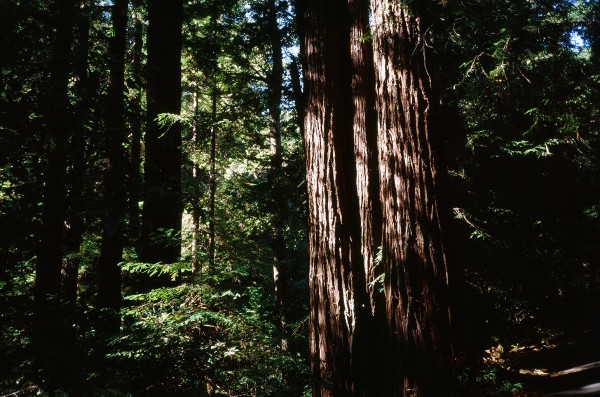 butano redwoods 7