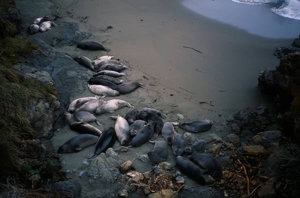 velvia seals 6