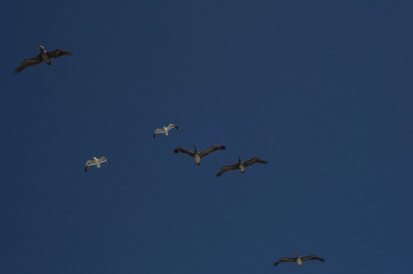 pelicans and seagulls